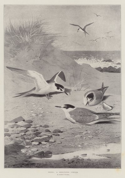 Terns, a Sheltered Corner by Archibald Thorburn
